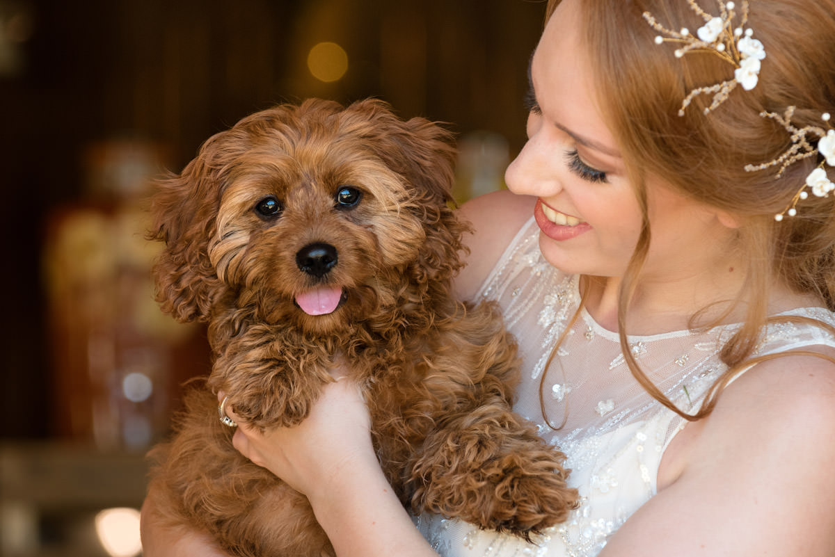 Cavapoo puppy at a wedding at Pipewell Hall