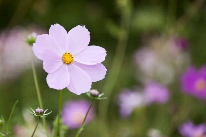 Cosmos flowers in the lily pond garden at Holdenby House