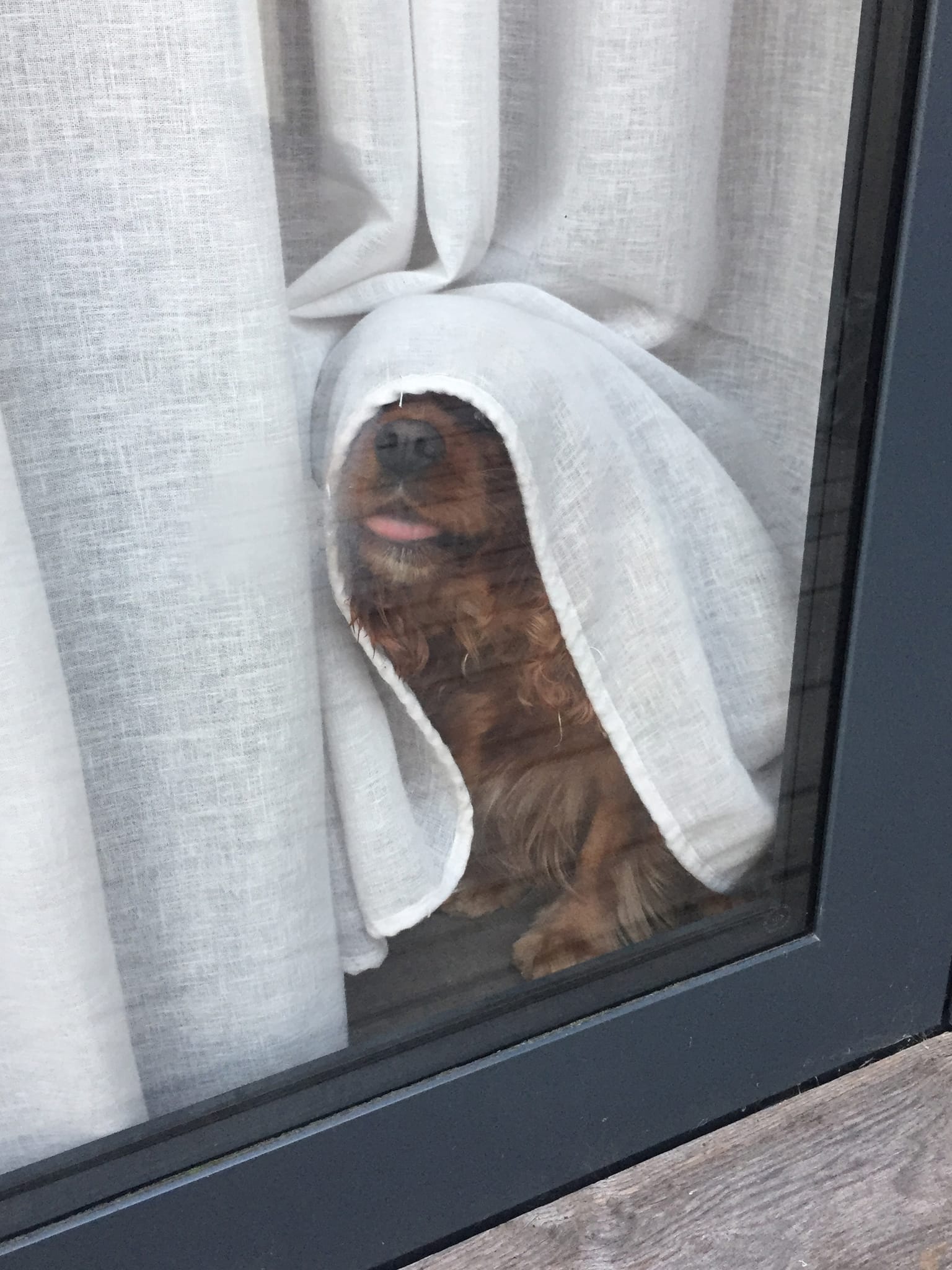A dog peeking out a window from under a curtain