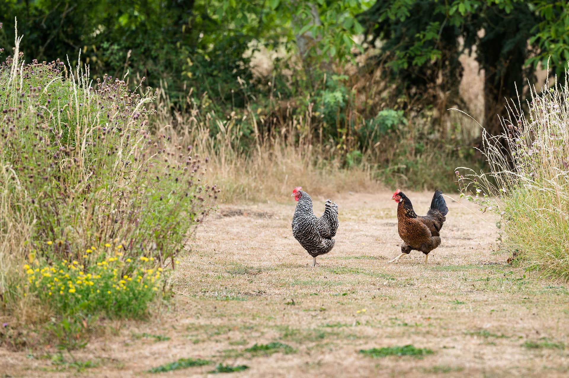 Chickens strutting down a mown grass path with long grass either side of them