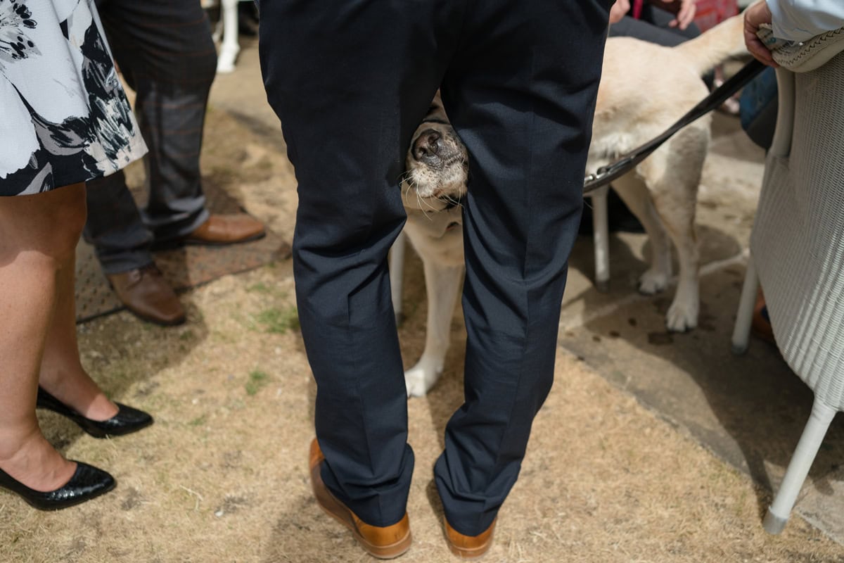 Labrador dog pushing its nose through its owners legs to look at the camera